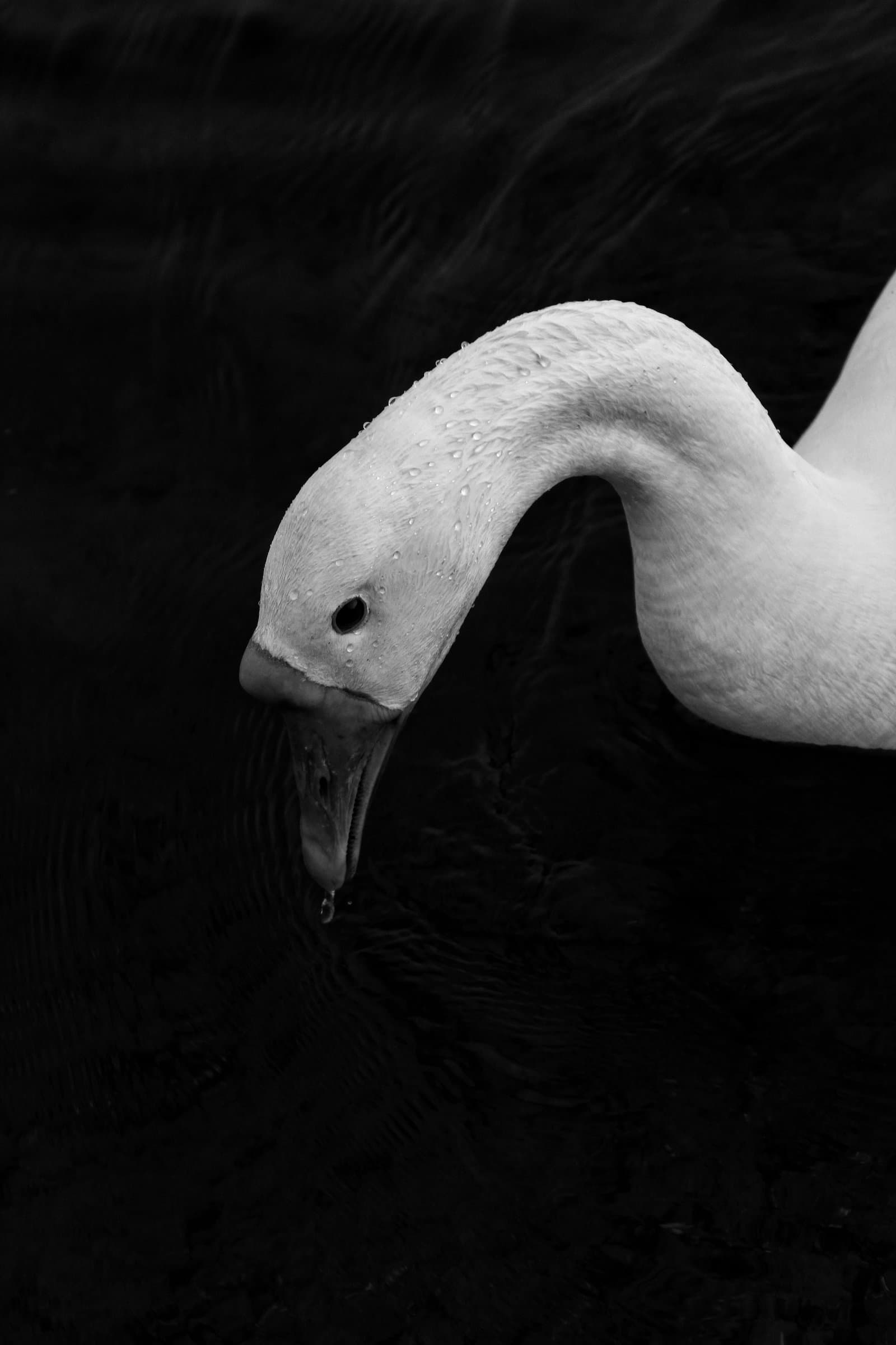A swan dips its head toward dark water, droplets caught on its feathers, in black and white.